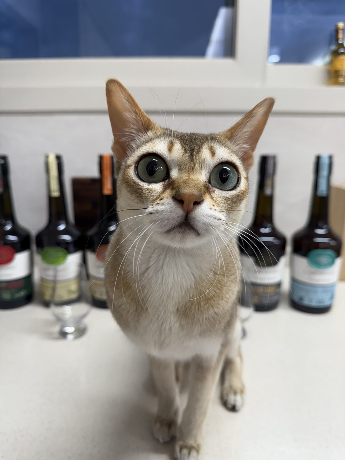 리미티드 옥션:) 크리스찬 드루앵 익스피리멘탈 리미티드 7종 세트